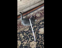 Grey cat plays with white ribbon 