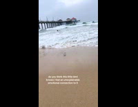 Sandpiper playing with beach waves 