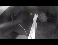 Bobkitten walks on wooden fence near CCTV