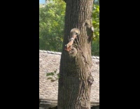 Squirrel on tree trunk eat pizza slice