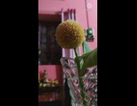 Collab DailyDoseOfInternet - Time lapse of yellow flower blooms white petals