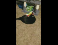 Black cat plays in the living room with the owner at night 