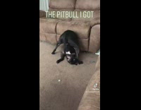 Black pit bull dog expectations vs reality 