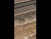 Rats having intercourse on train tracks 