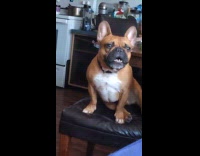 Brown dog whines while sitting on chair