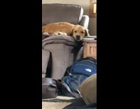 Golden retriever dog sleeps on grey couch