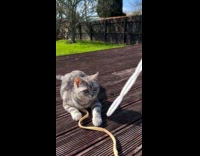 Collab PLC - Cat plays with its leash and bubbles