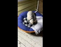 Dog plays its blanket on the bed and fell in the bedroom
