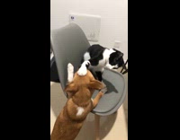 Cat and dog playing with each other 