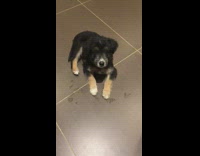 Black brown puppy dog winks silverware clinks 