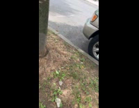 Collab WINY - Man drive motorcycle with dog on sidewalk