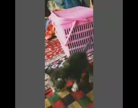 Kitten jumps down from pink plastic box