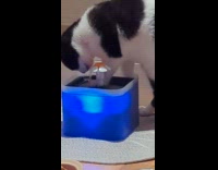 Cat steps on water fountain while drinking