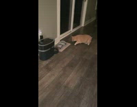 Orange cat smells inspects white water bowl 