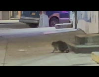 Guy scares off raccoon on sidewalk 