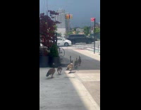 Family of geese walking on sidewalk