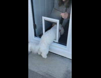 Girl teach white dog go through pet door