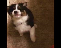 Slowmo Australian Shepherd Puppy Tries to Bite Hair Dryer