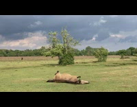 Horse roll over on the grass to scratch its back