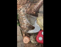 Guy pops bubble on tree branch 