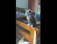 Tiny kitten on edge of coffee table 