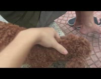 Owner pets his poodle that growls at another poodle