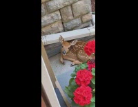 Baby doe on porch of house laying at door 