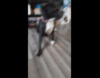 Dog ignores woman lies down on floor