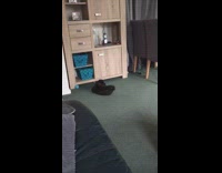 Collab DailyDoseOfInternet - Small black puppy chase blue ball tv