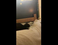 Collab PLC - Cat chasing hand underneath blanket then falls 
