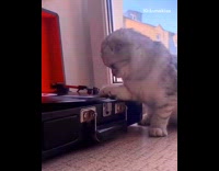 Grey white cat black red record player 