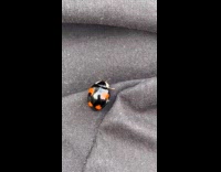 Small ladybug with black body red dots