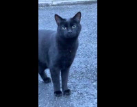 (Duplicate) Collab Clips MPUGC - Black cat with 3 smile