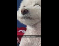 Guy sniffs and white dog copies 