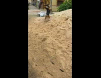 Two dogs play in a giant pile of sand 