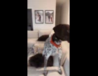 Dog searching for goose when audio was played 