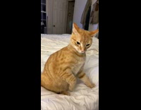 Collab Clips mpugc - Orange cat bed owner fight