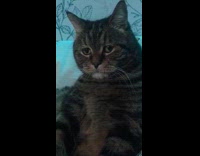 Cat sad face listens to sad song