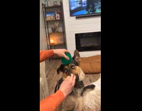 Dog makes strange but funny facial expression