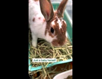 Rescued rabbit gives birth to 5 bunnies