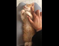 Collab PLC - Woman rub orange kitten cheek on lap