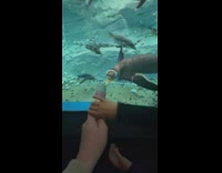 Penguin approaches and tries to eat the brochure