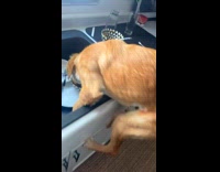Collab Clips MPUGC - Dog climbs sink to eat leftovers 