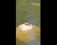 Collab DailyDoseOfInternet - Turtles on rock near waterfalls sound 