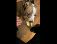 Collab BitchMP - Dog drops entire soft taco on wood floor