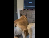 Frenchie dog watch DDOI video bark at dog