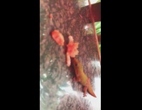 Green gecko lizard eats fruit food tongue 