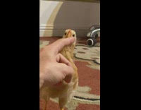 Person use finger draw circles around chicken face