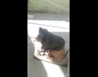 Black dog sits on brown dog on backyard