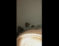 Guy finds mushroom growing on ceiling light 